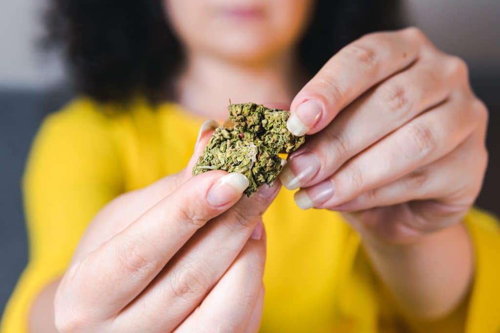 Adult woman holding in the hand medical marijuana buds, close up. Concept of herbal and alternative medicine